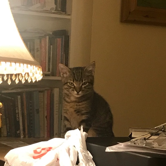 Meet your Posher, Robin - Picture 5 of 8